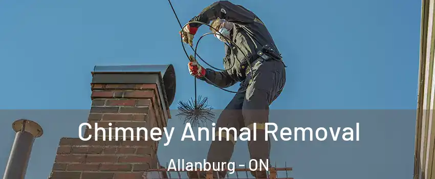  Chimney Animal Removal Allanburg - ON