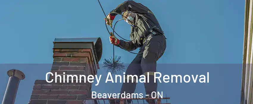  Chimney Animal Removal Beaverdams - ON