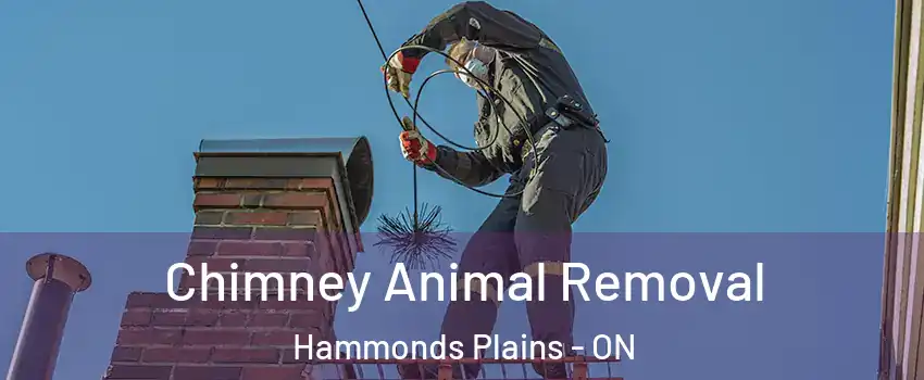  Chimney Animal Removal Hammonds Plains - ON