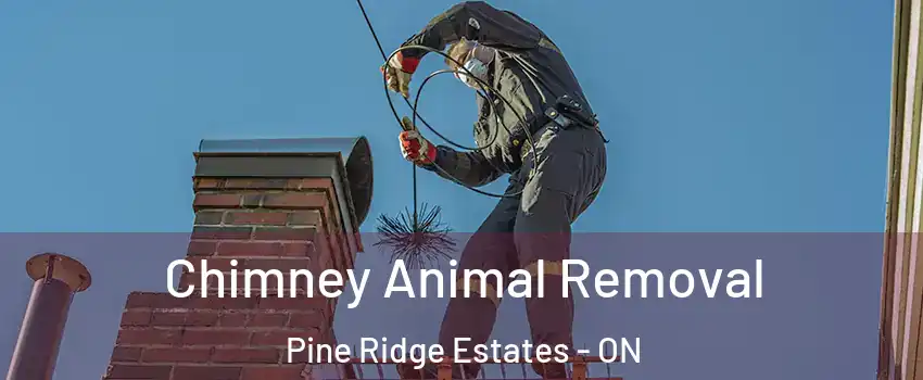  Chimney Animal Removal Pine Ridge Estates - ON