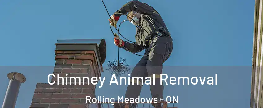  Chimney Animal Removal Rolling Meadows - ON