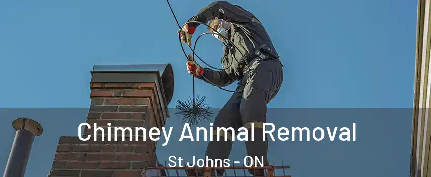 Chimney Animal Removal St Johns - ON