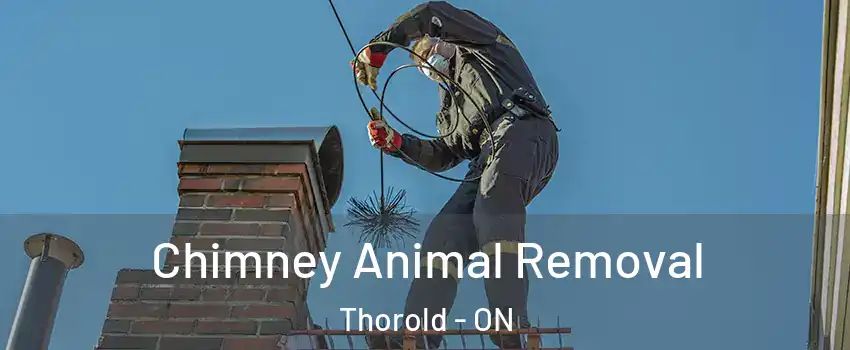  Chimney Animal Removal Thorold - ON