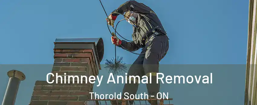  Chimney Animal Removal Thorold South - ON